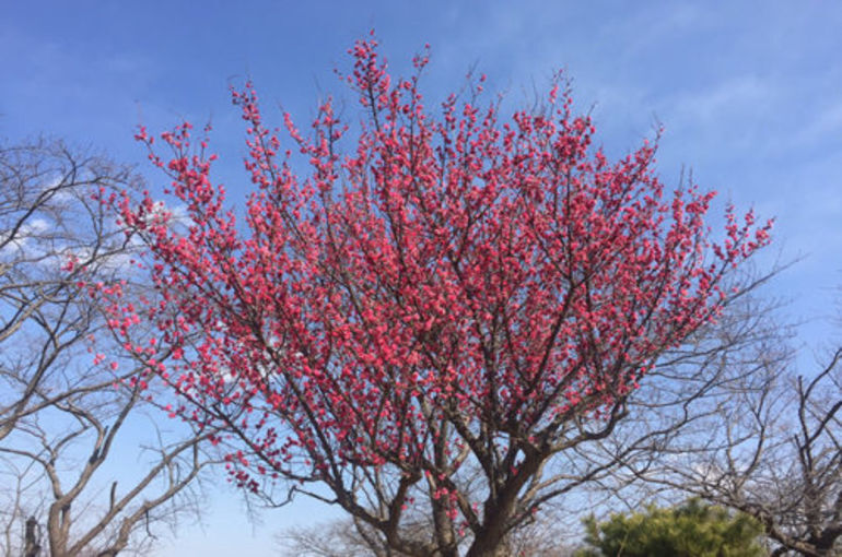 「八柱霊園の彩り…梅」