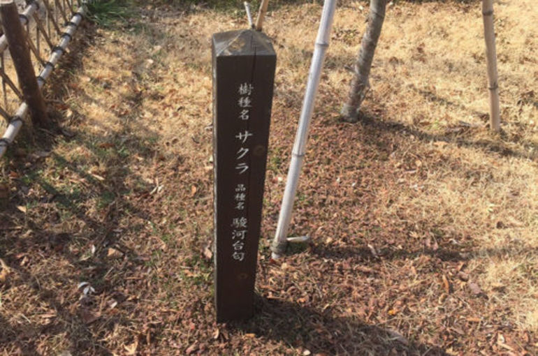 「８０周年」