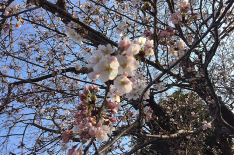 「八柱霊園の彩り…桜」