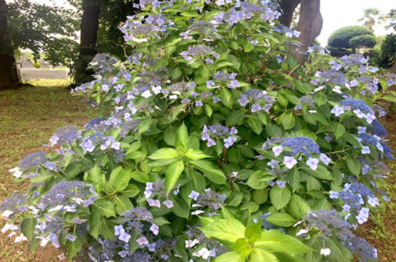 「八柱霊園の彩り…紫陽花」