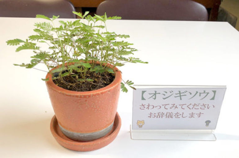 「お子様に人気」
