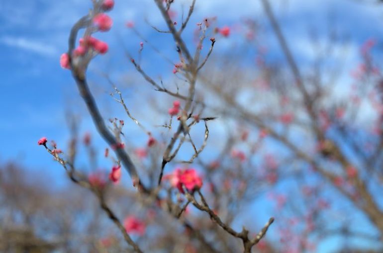 「梅の花」