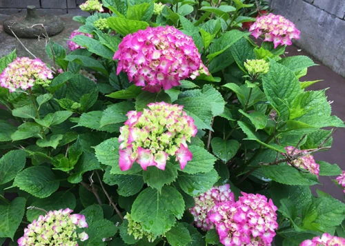 blog056